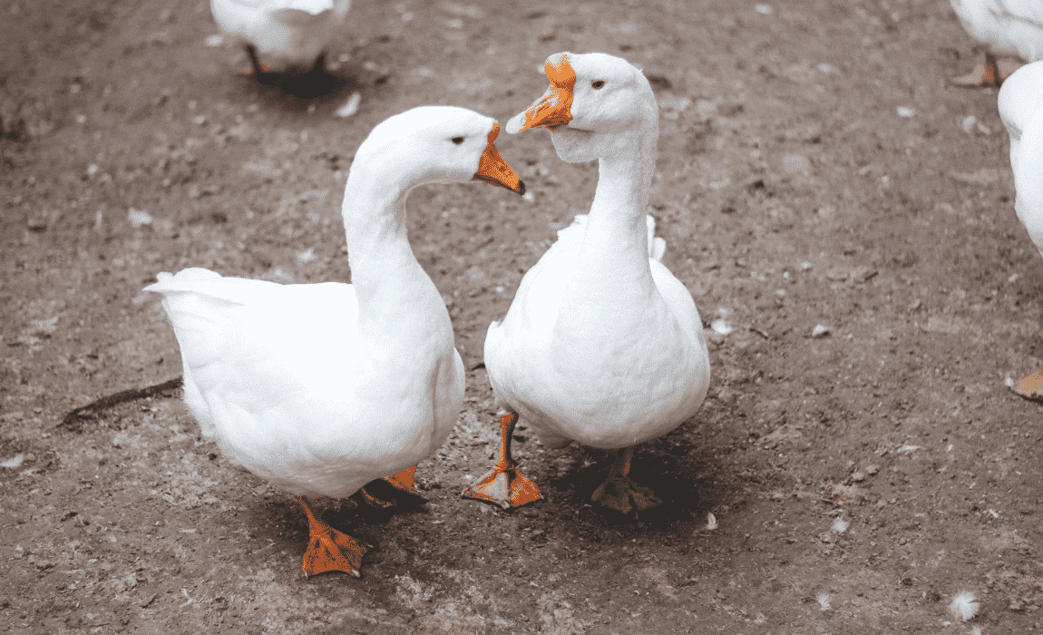 Abertura de mercado na Arábia Saudita para exportação de aves vivas
