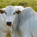 Abertura de mercado na Turquia para exportação de heparina bovina