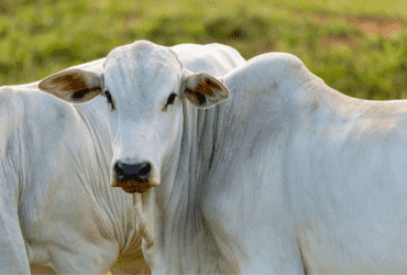 Abertura de mercado na Turquia para exportação de heparina bovina