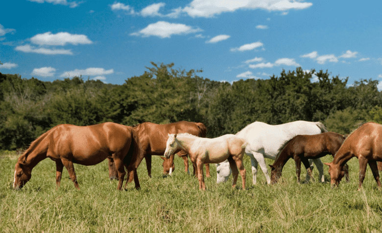 Abertura de mercado na União Europeia para exportação de equinos vivos