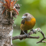 Abertura de mercado no México para exportação de aves de exibição e reprodução