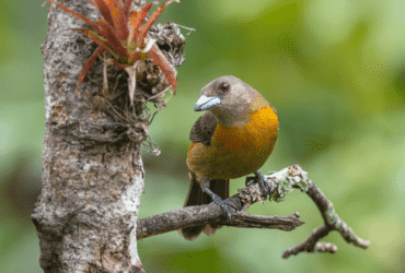 Abertura de mercado no México para exportação de aves de exibição e reprodução