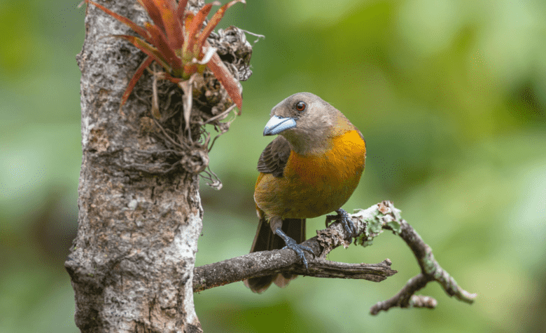 Abertura de mercado no México para exportação de aves de exibição e reprodução