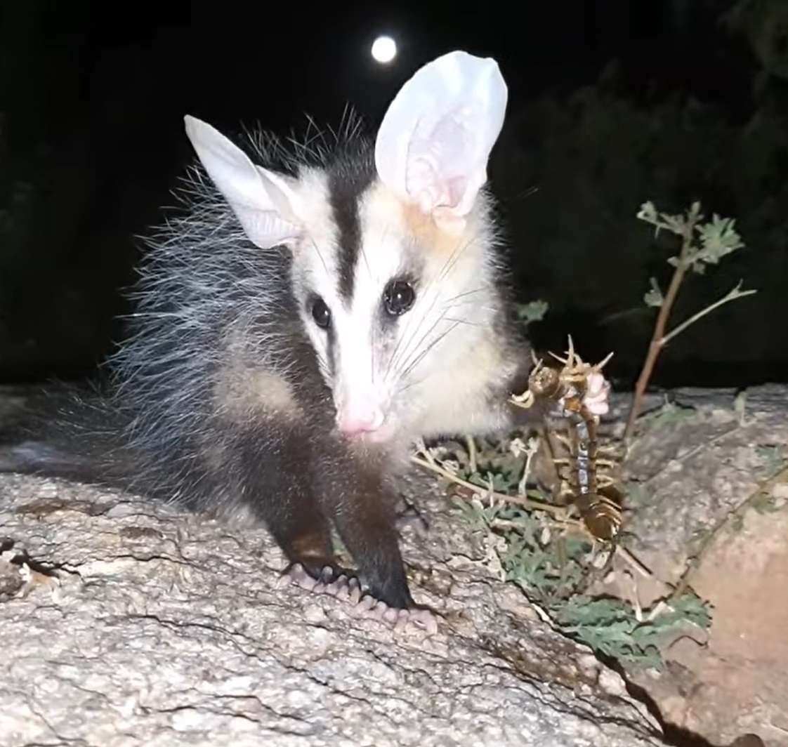 gamba-centopeia