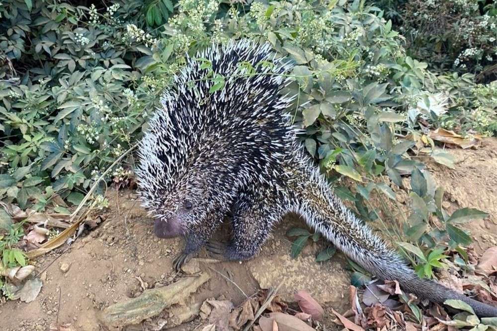 ourico-cacheiro-resgatado-em-campo-verde