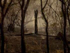 Corpo de Bombeiros combate 22 incêndios florestais em Mato Grosso nesta segunda-feira (07)