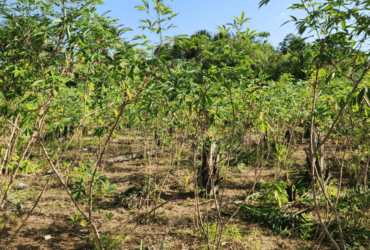 Praga quarentenária da mandioca é detectada pela primeira vez no Brasil no norte do estado do Amapá