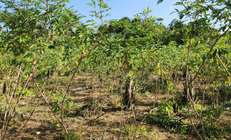 Praga quarentenária da mandioca é detectada pela primeira vez no Brasil no norte do estado do Amapá