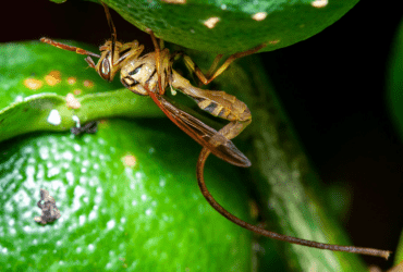 pragas mapeadas ciencias