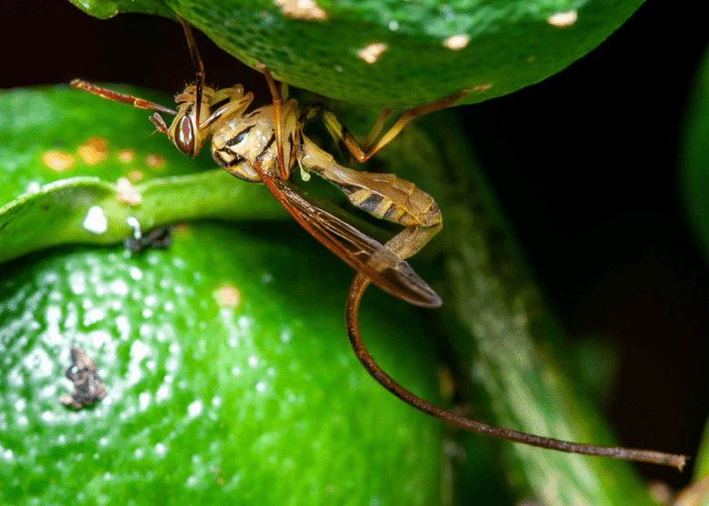 pragas mapeadas ciencias