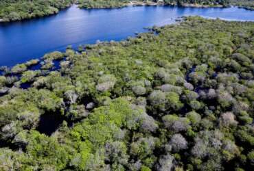 Manaus, AM 06/07/2024 Cenas da Amazônia. Floresta margeada pelo Rio Negro Foto: Fabio Rodrigues-Pozzebom Por: Agência Brasil