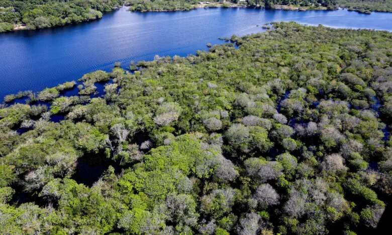 Manaus, AM 06/07/2024 Cenas da Amazônia. Floresta margeada pelo Rio Negro Foto: Fabio Rodrigues-Pozzebom Por: Agência Brasil