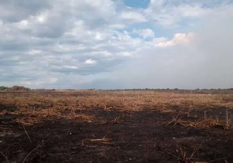 Fazendeiro é multado em R$ 50 milhões por incêndio criminoso no Pantanal de Mato Grosso