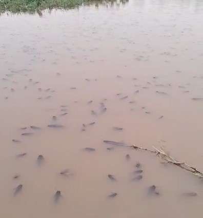 Pescadores tentam salvar peixes aprisionados em poças no Pantanal de Mato Grosso