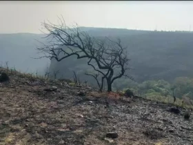 Mato Grosso concentra 21% da área queimada do Brasil, revela o Monitor do Fogo