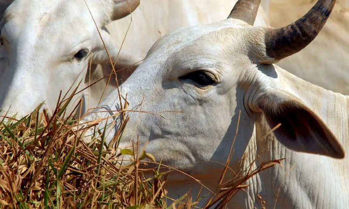 A pecuária extensiva, onde o gado se alimenta livremente em grandes áreas