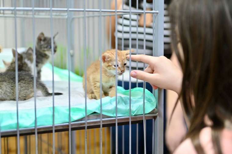 Amor e solidariedade levam a mais de 40 adoções de cães e gatos em feira