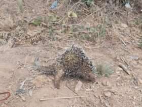 Animal silvestre é salvo por equipe dos bombeiros no interior de Mato Grosso