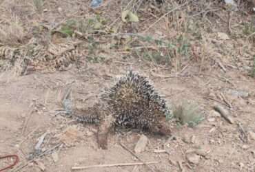 Animal silvestre é salvo por equipe dos bombeiros no interior de Mato Grosso