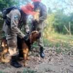 Bombeiro de Mato Grosso é avaliador em prova nacional de certificação de cães usados em salvamento