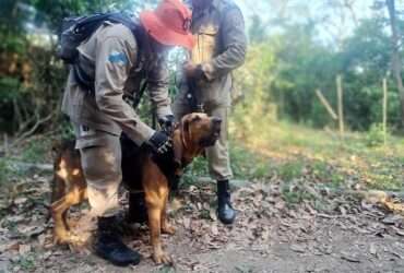 Bombeiro de Mato Grosso é avaliador em prova nacional de certificação de cães usados em salvamento