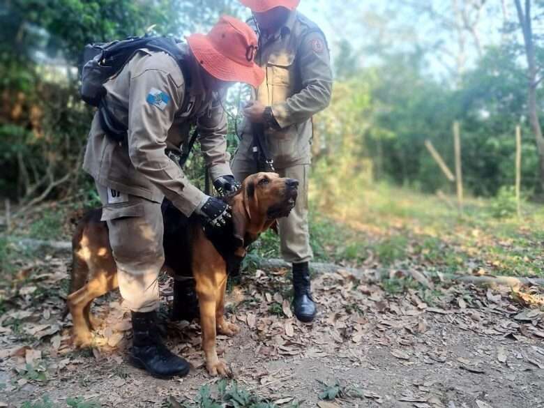 Bombeiro de Mato Grosso é avaliador em prova nacional de certificação de cães usados em salvamento