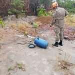 Bombeiros resgatam cobra jararaca no centro de Primavera do Leste