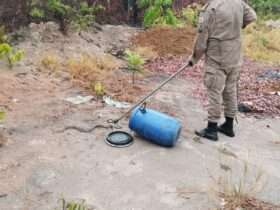 Bombeiros resgatam cobra jararaca no centro de Primavera do Leste