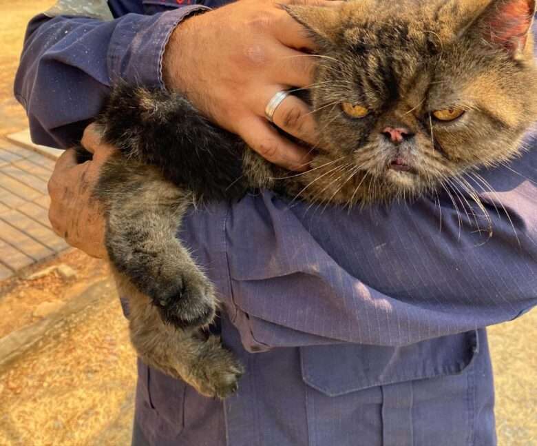 Bombeiros salvam gatos em incendio em Sorriso