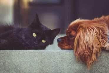 Cachorro gato ou os dois Pixabay 3 -CenárioMT