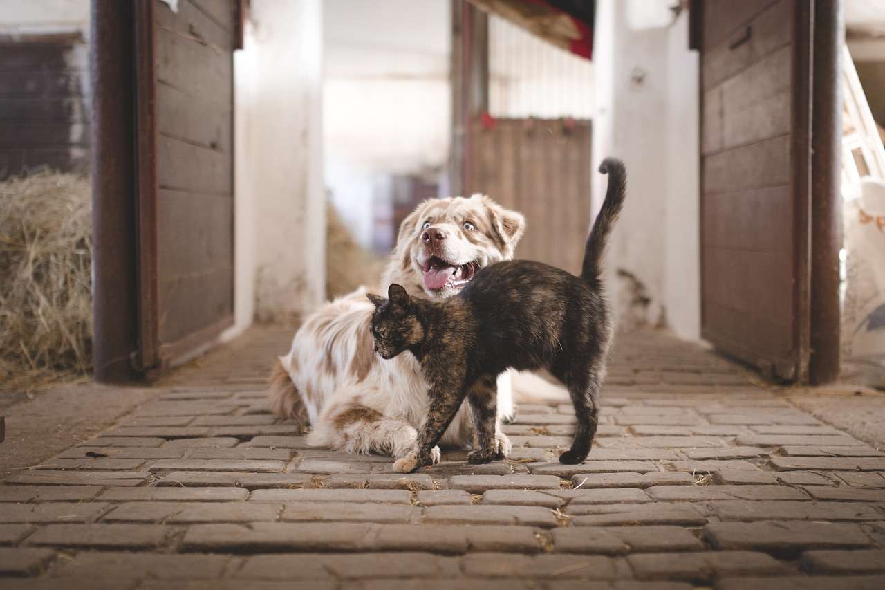 Cachorro, gato ou os dois?