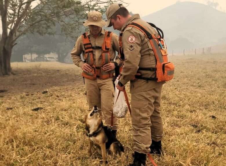 Caes farejadores sao utilizados para fazer buscas por jovem desaparecido em Mato Grosso