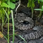Cobra cascavel em plantação de soja: saiba como evitar acidentes e a importância do uso de EPIs no campo