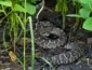Cobra cascavel em plantação de soja: saiba como evitar acidentes e a importância do uso de EPIs no campo