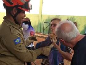 Corpo de Bombeiros realiza diversos resgates de animais em um unico dia em Mato Grosso