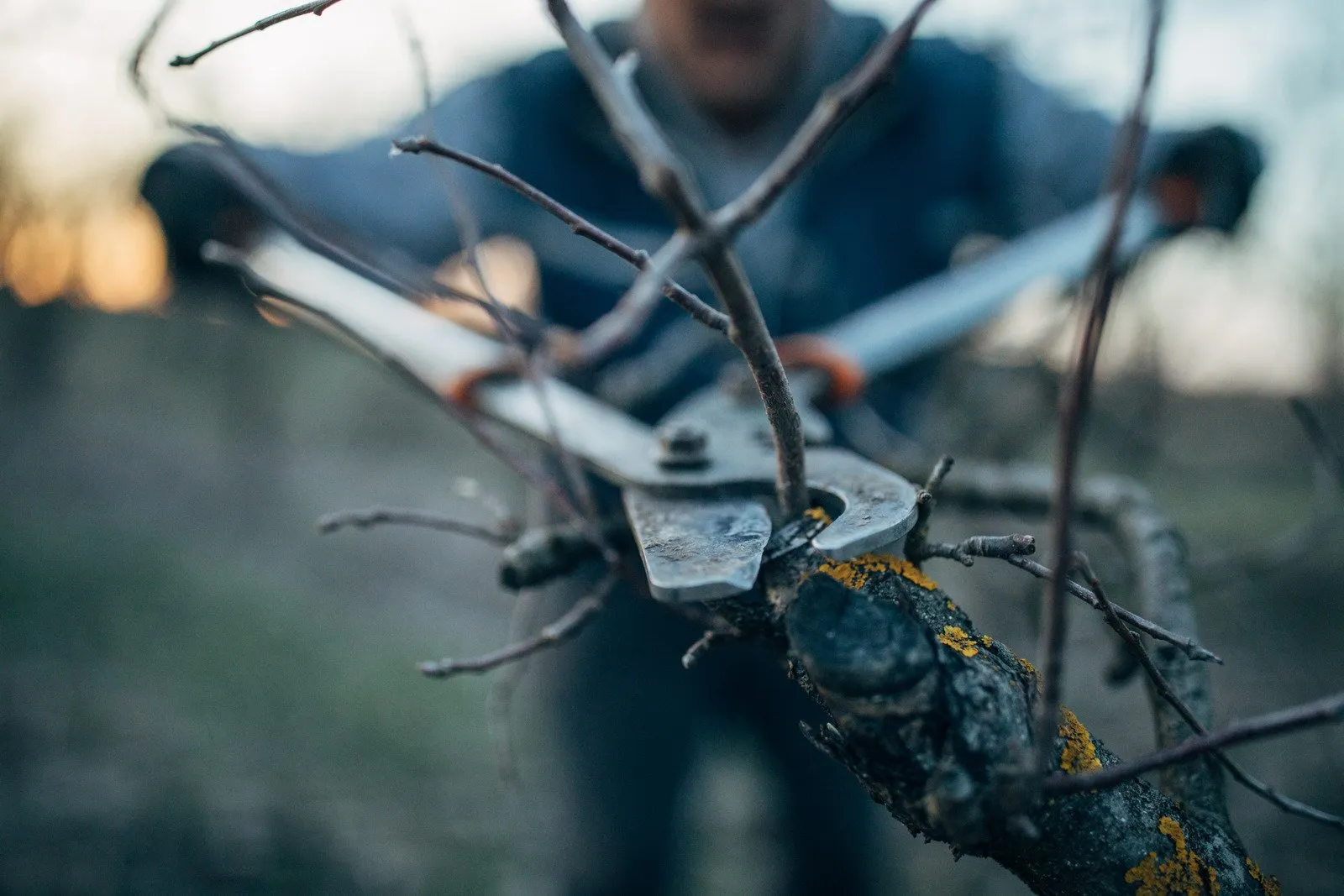 Empresário de Sorriso morre ao cair de árvore durante poda