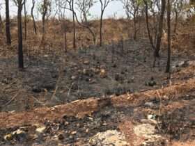 Bombeiros de Mato Grosso extinguem três incêndios e combatem outros 48 nesta segunda-feira (23)