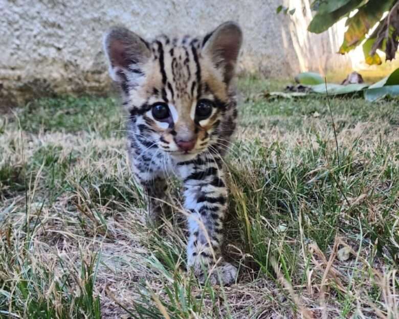 Jaguatirica resgatada em Mato Grosso encontra novo lar em zoológico de Curitiba