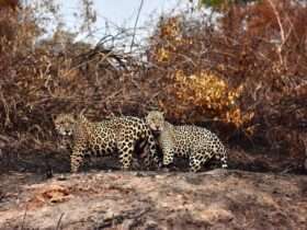 Justiça obriga governo de Mato Grosso a permitir que ONGs ajudem animais no Pantanal