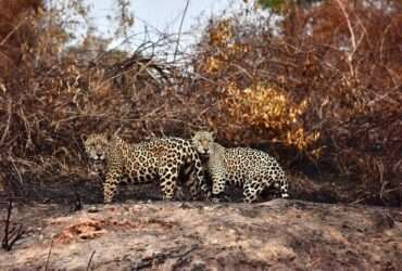 Justiça obriga governo de Mato Grosso a permitir que ONGs ajudem animais no Pantanal