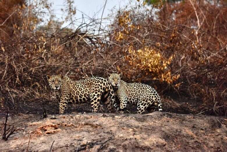 Justiça obriga governo de Mato Grosso a permitir que ONGs ajudem animais no Pantanal