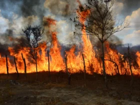 Mato Grosso aplica R$ 1,1 bilhão em multas e reduz desmatamento em 51%