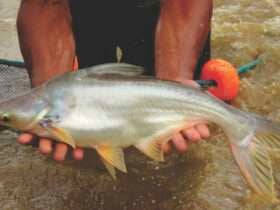 Mato Grosso debate produção de peixe panga e busca viabilizar atividade no estado