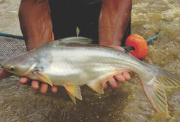 Mato Grosso debate produção de peixe panga e busca viabilizar atividade no estado