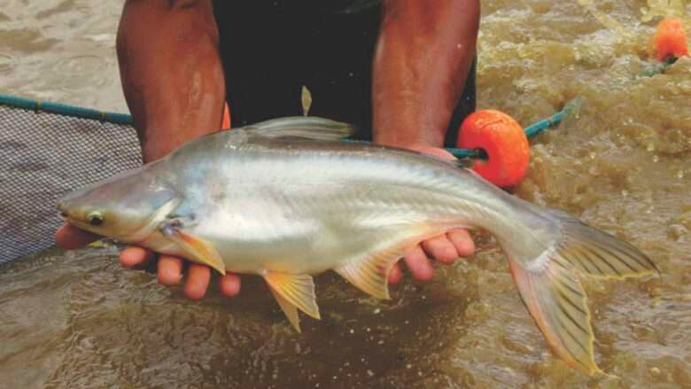 Mato Grosso debate produção de peixe panga e busca viabilizar atividade no estado