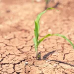 Mato Grosso enfrenta pior seca em 44 anos e governador alerta para prejuizos no agronegocio