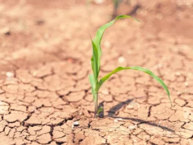 Mato Grosso enfrenta pior seca em 44 anos e governador alerta para prejuizos no agronegocio