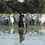 Mato Grosso sanciona lei que autoriza "bois bombeiros" para combater incêndios no Pantanal