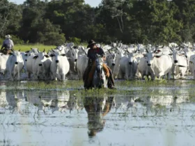 Mato Grosso sanciona lei que autoriza "bois bombeiros" para combater incêndios no Pantanal