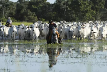 Mato Grosso sanciona lei que autoriza "bois bombeiros" para combater incêndios no Pantanal